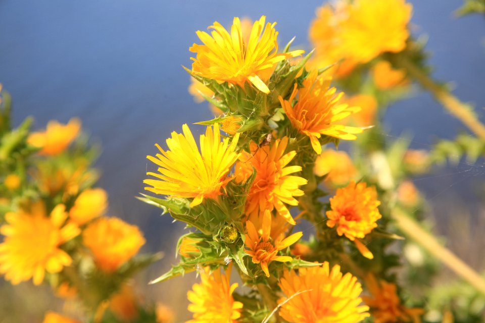 Flower, Yellow, Flowering Plant, Plant