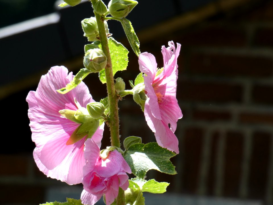 Plant, Flower, Hollyhocks, Malvales