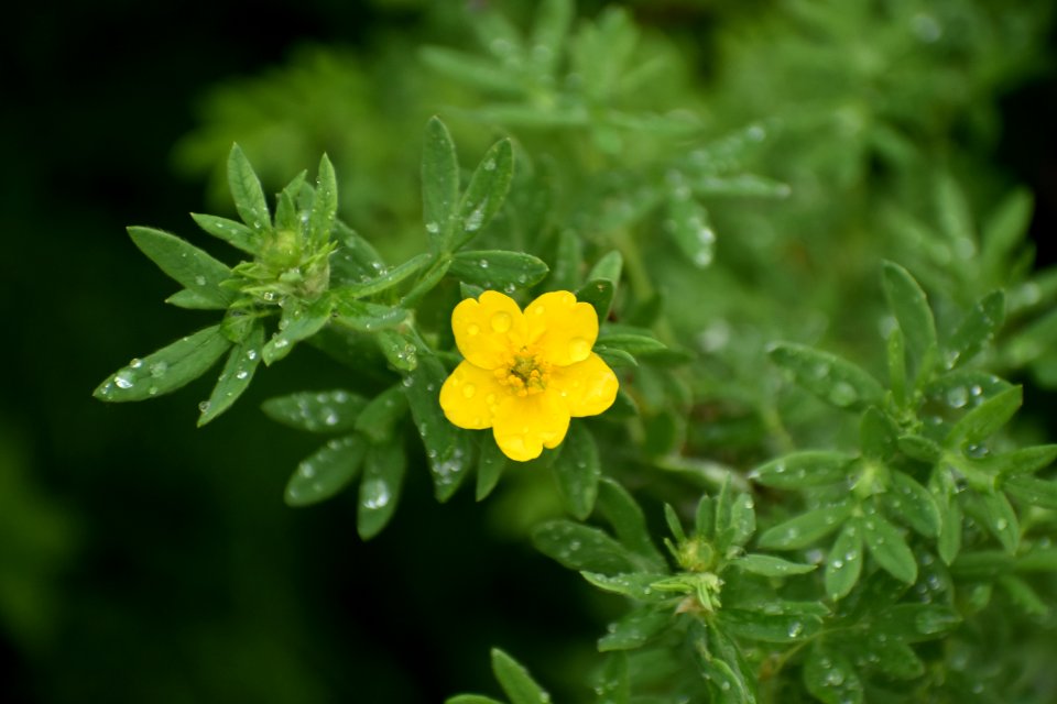 Common Tormentil, Flower, Flora, Subshrub