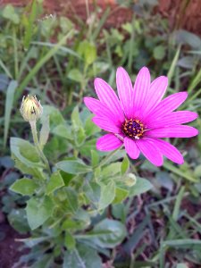 Flower, Plant, Flora, Aster photo