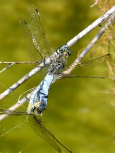 Dragonfly, Insect, Dragonflies And Damseflies, Invertebrate