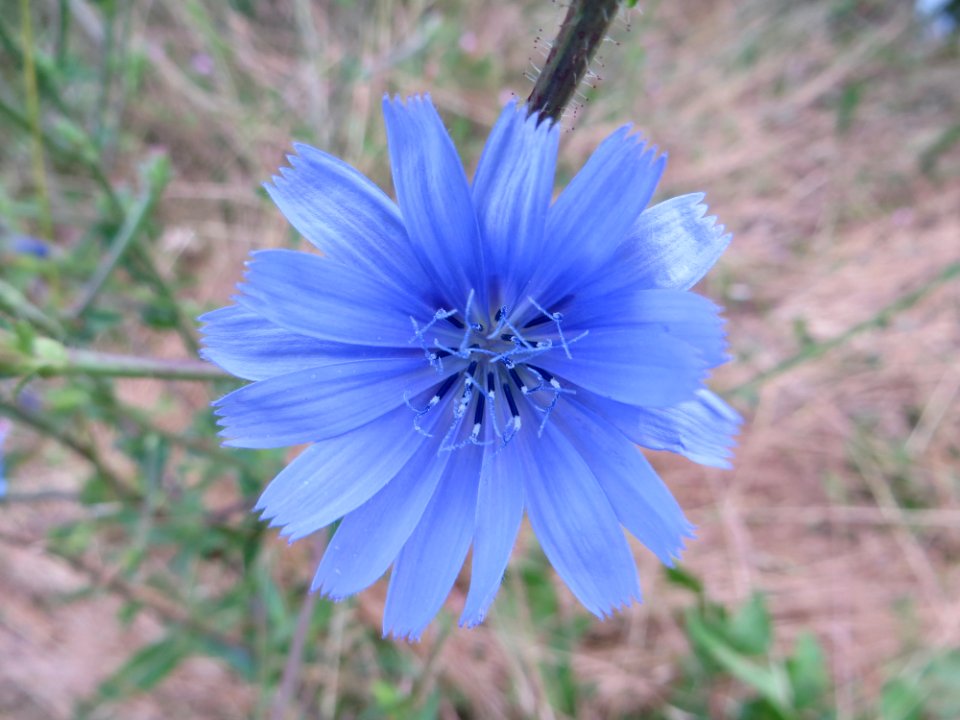 Blue, Flower, Flora, Plant