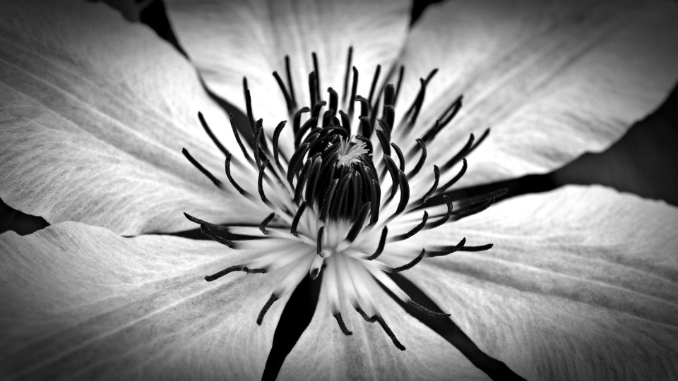 Flower, White, Black And White, Monochrome Photography photo