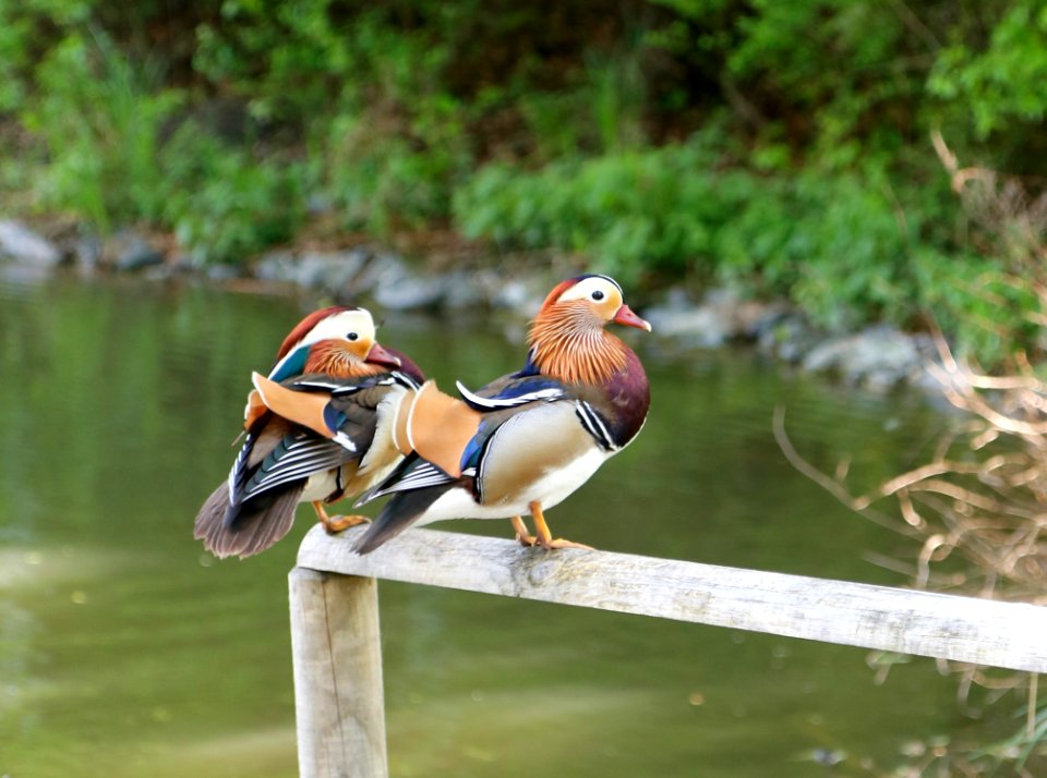 Bird, Duck, Water Bird, Fauna
