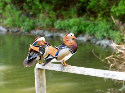 Bird, Duck, Water Bird, Fauna