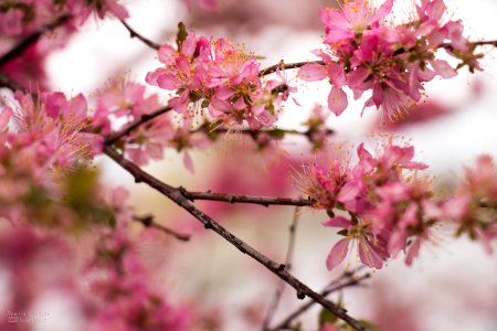 Blossom, Pink, Branch, Cherry Blossom photo