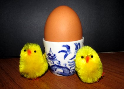 Egg, Beak