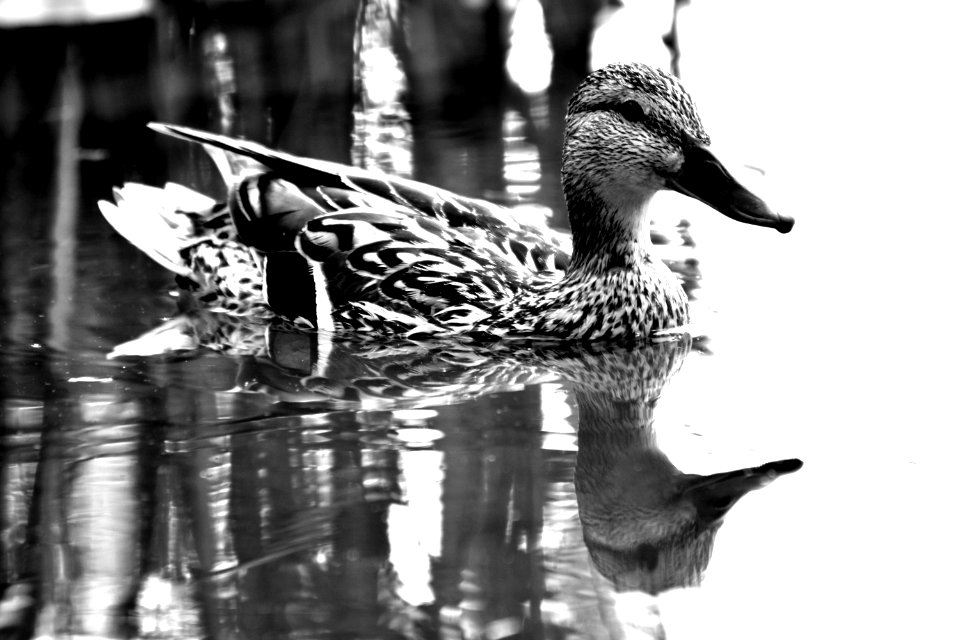 Duck, Bird, Water Bird, Black And White photo
