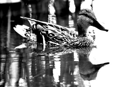 Duck, Bird, Water Bird, Black And White