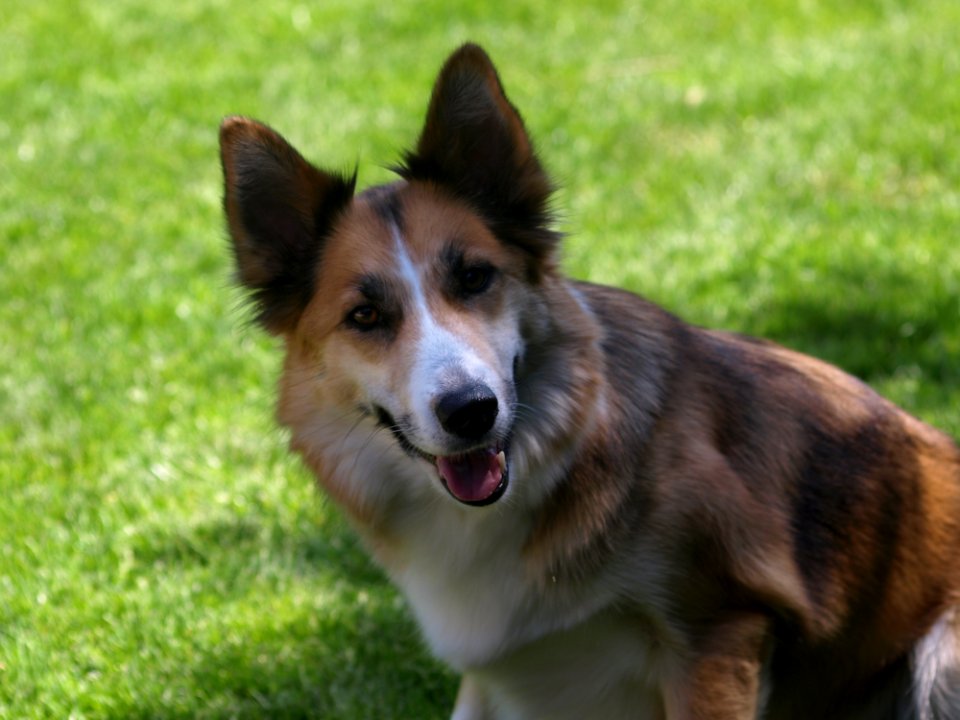 Dog, Dog Breed, Dog Like Mammal, Dog Breed Group