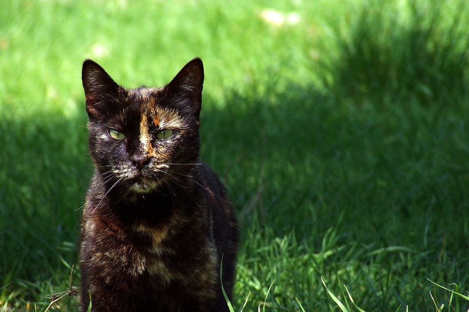 Wild tortoiseshell feline