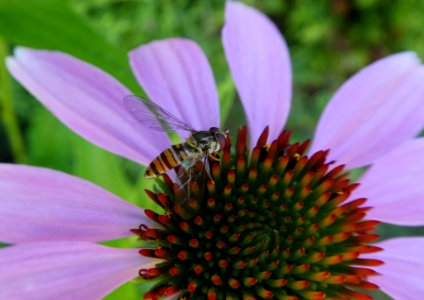 Flower, Nectar, Honey Bee, Bee photo