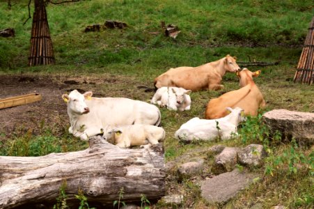 Cattle Like Mammal, Pasture, Fauna, Zoo