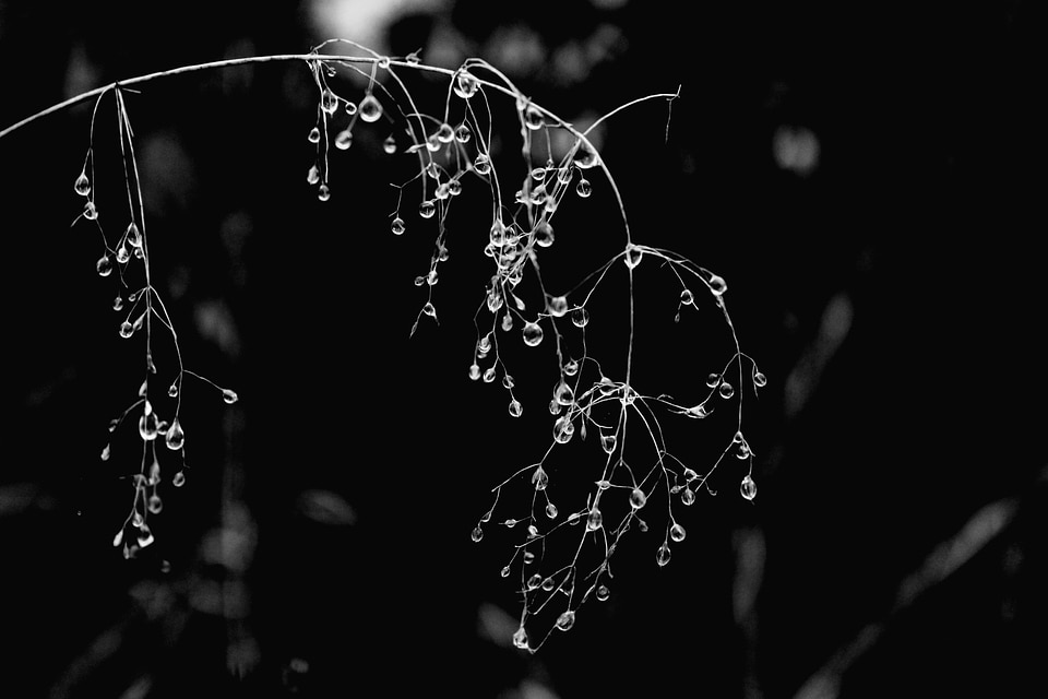 Wet plant nature