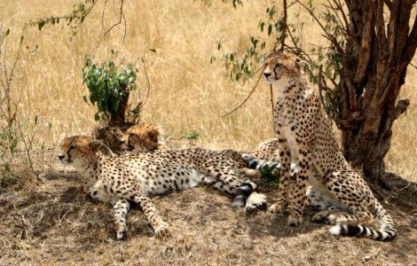 Cheetah, Terrestrial Animal, Wildlife, Mammal photo