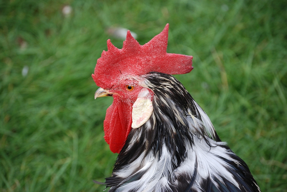 Poultry domestic fowl
