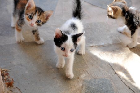 Cat, Small To Medium Sized Cats, Cat Like Mammal, Kitten photo