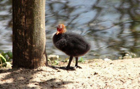 Bird, Fauna, Beak, Water Bird