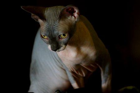 Cat, Hairless Cat, Donskoy, Sphynx
