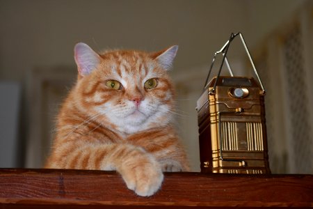 Cat, Whiskers, Small To Medium Sized Cats, Cat Like Mammal