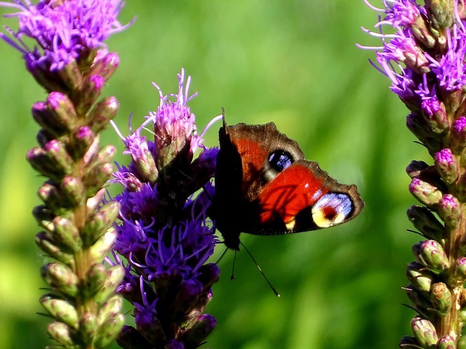 Butterfly, Nectar, Insect, Brush Footed Butterfly