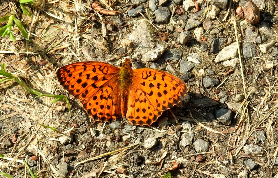 Butterfly, Moths And Butterflies, Invertebrate, Brush Footed Butterfly