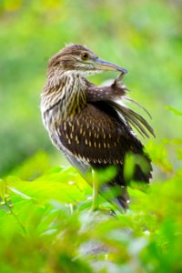 Bird, Fauna, Beak, Wildlife
