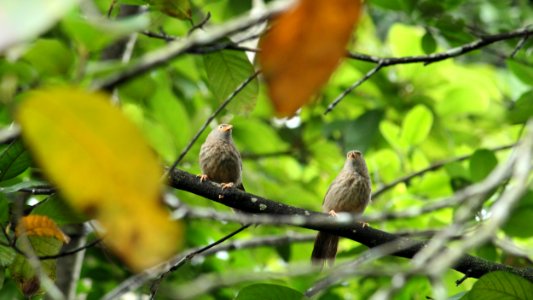 Bird, Fauna, Branch, Beak photo