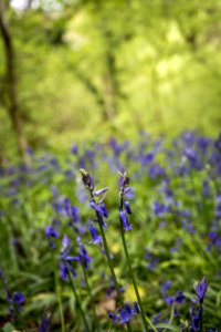 Plant, Flora, Flower, Lavender
