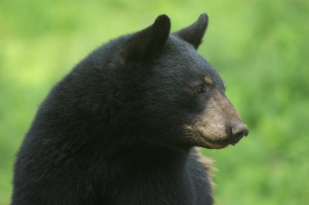 American Black Bear, Bear, Terrestrial Animal, Mammal photo