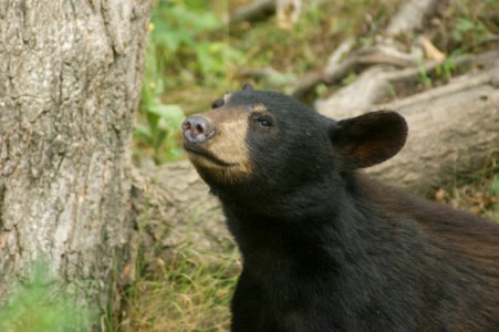 American Black Bear, Terrestrial Animal, Mammal, Bear photo