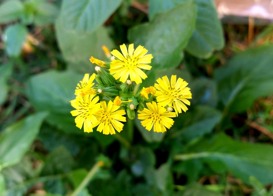 Flower, Flora, Plant, Daisy Family