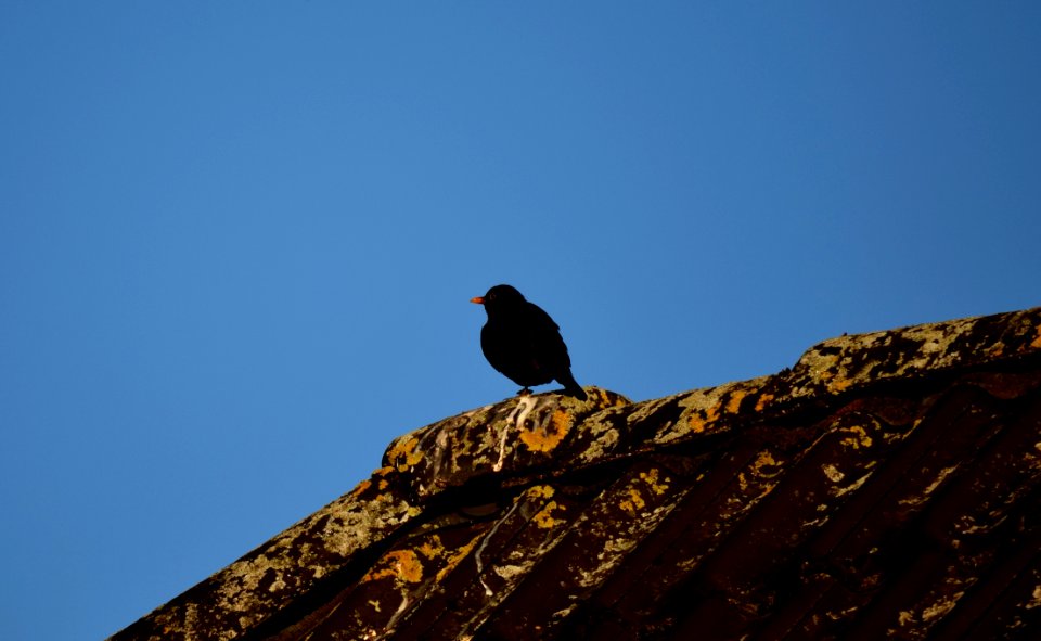 Sky, Bird, Fauna, Beak