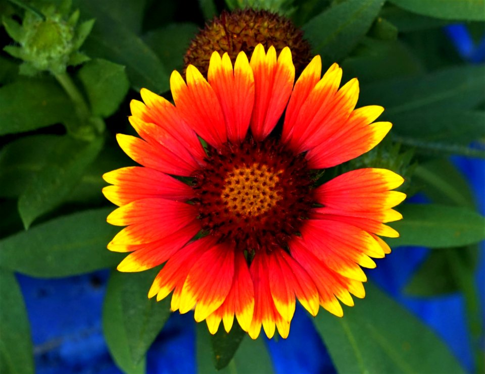 Flower, Blanket Flowers, Wildflower, Coneflower