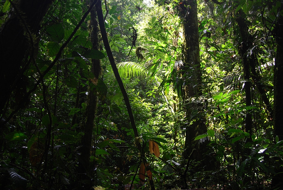 Green beauty trees