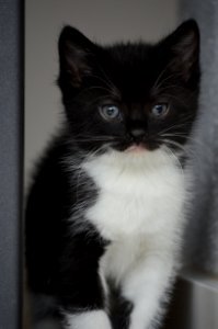 Cat, Whiskers, Black, Mammal photo