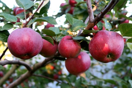 Fruit, Apple, Fruit Tree, Plant photo