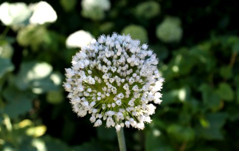 Plant, Flora, Flower, Apiales