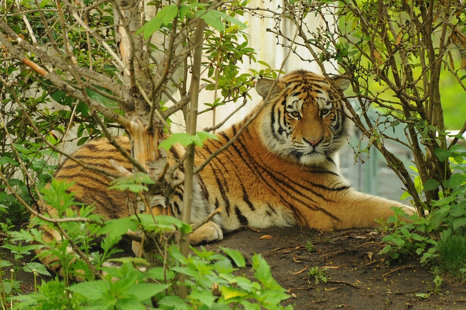 Zoo predator animal