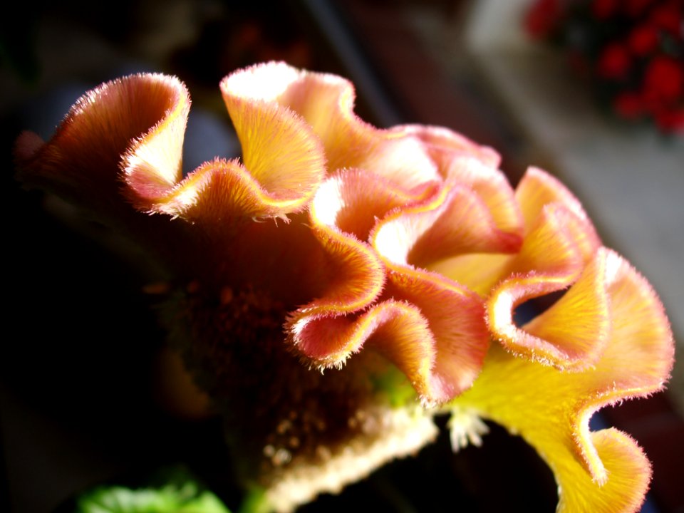 Flower, Close Up, Flora, Macro Photography