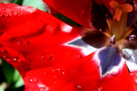 Flower, Red, Flora, Petal