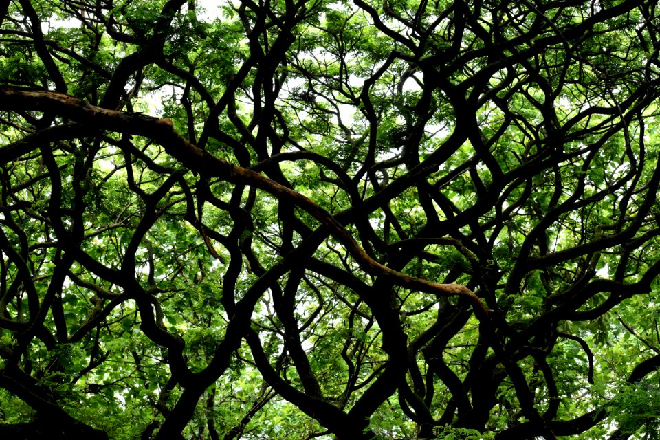 Tree, Branch, Vegetation, Leaf
