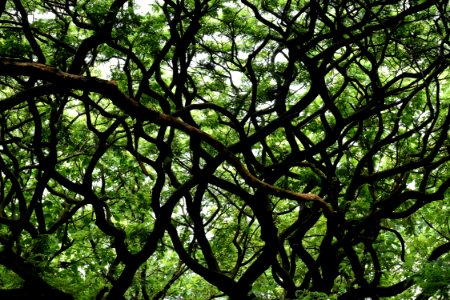 Tree, Branch, Vegetation, Leaf