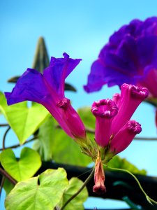Flower, Plant, Purple, Flora