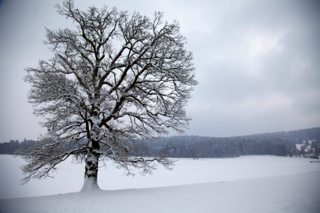 Winter, Snow, Tree, Sky photo