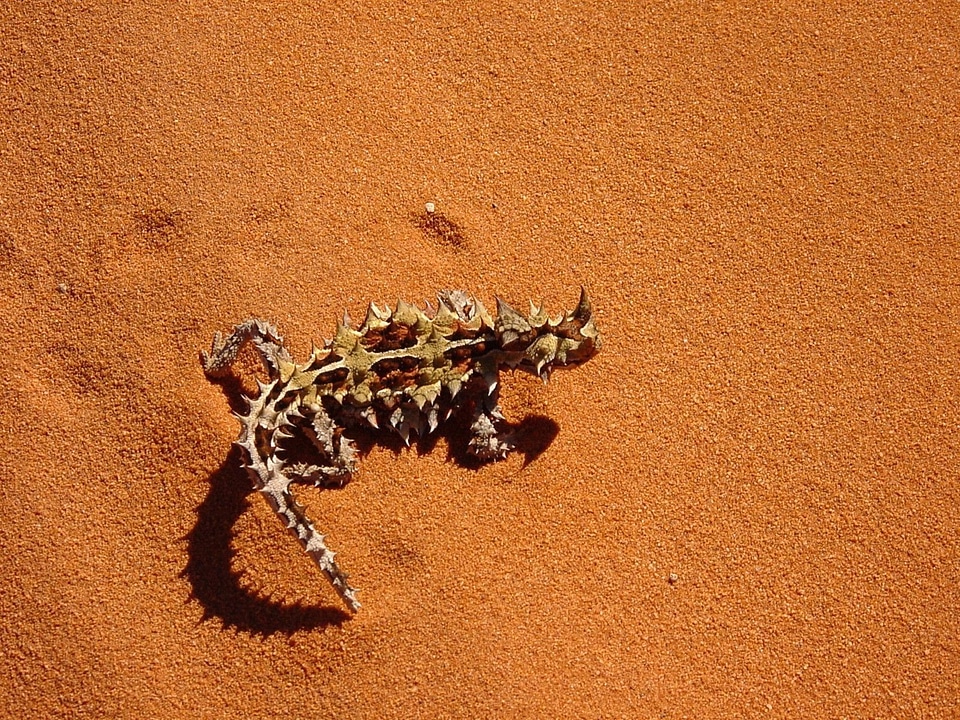 Australian lizard mountain devil thorny lizard