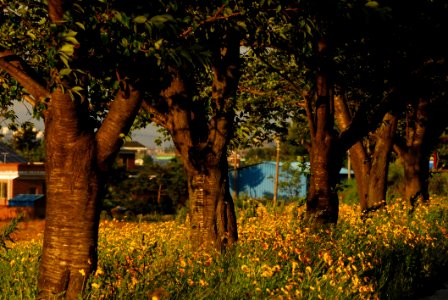 Nature, Tree, Vegetation, Light