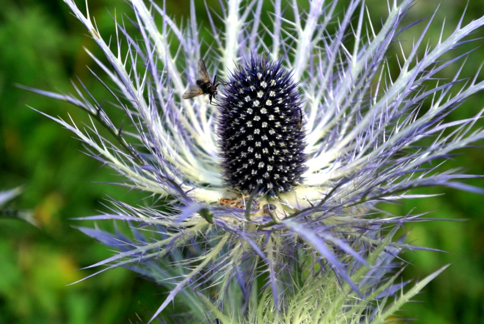 Plant, Flora, Thistle, Vegetation