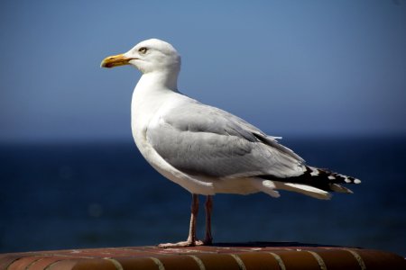 Bird, Gull, European Herring Gull, Seabird photo
