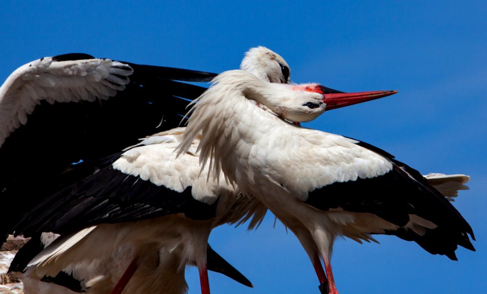White Stork, Stork, Bird, Beak